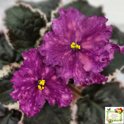 ВаТ-Калейдоскоп (Т. Валькова) 2015 г.