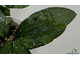 25/07/2025 Hoya Erythrina