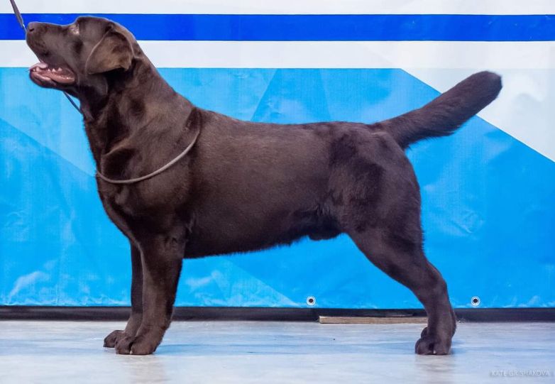 Лабри Берри Нимбус Браун