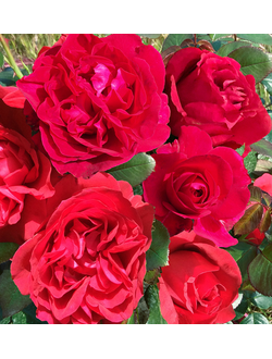 Кло Вужо(Clos Vougeot)