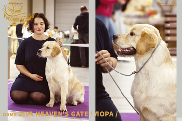 11 мес. Звездим по выставкам.