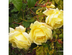 Роза Казино (Casino), ОКС, Россия