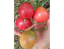 Томат Крымская роза