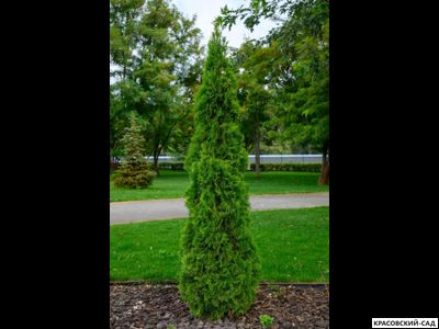 Туя Пирамидалис Компакта - Pyramidalis Compacta