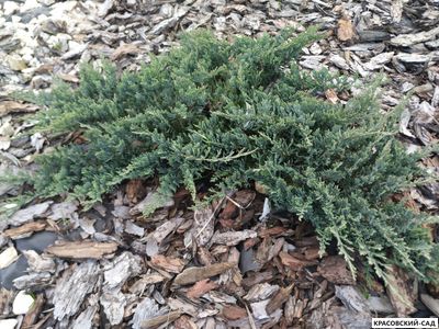 Можжевельник горизонтальный Джад Ривер купить в Москве
