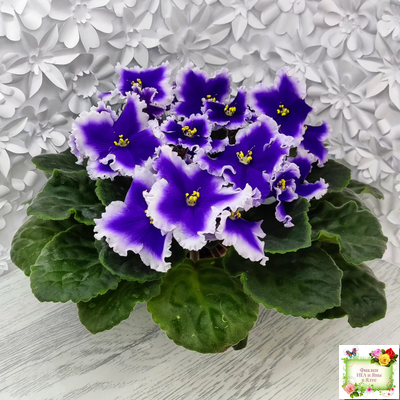 Dn-New Star (Д. Денисенко) 2019 г.