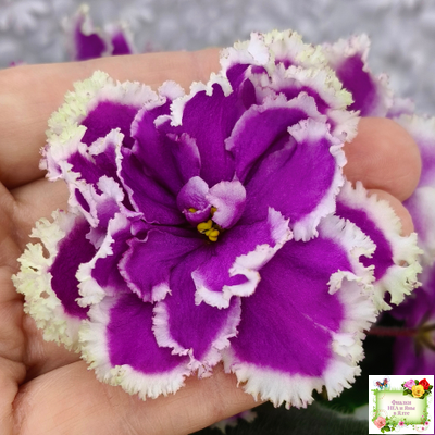 ЕК-Малахитовая Орхидея (Е. Коршунова) 2012 г.