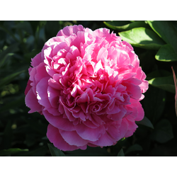 Пион Goody (Гуди)