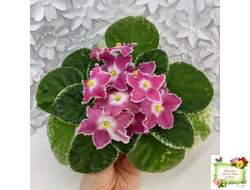 НД-Наталка-Полтавка (Н. Данилова-Суворова) 2018 г.