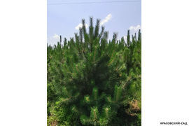 Сосна крымская черная -фотография в облачный день - красовский-сад.рф