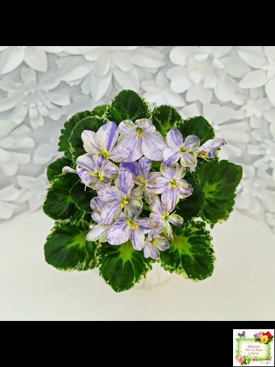 ЛЕ-Лунный Жемчуг (Е. Лебецкая) 2020 г. (пестролистный гёрл)