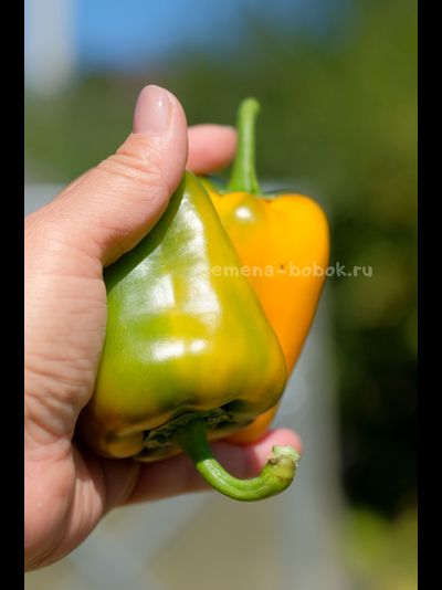 Перец сладкий Абрикосовая Фаворитка, 10 шт