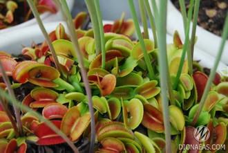 Dionaea muscipula Microdent