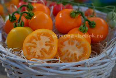 Томат Dwarf Orange Tree (Гном Апельсиновое дерево), 10 шт