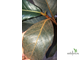 Ficus Velutina / Фикус Велюр