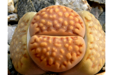 Lithops julii (Литопс Юлиуса)