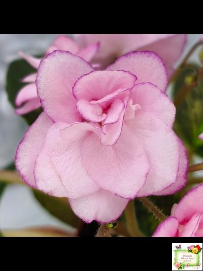 Lilian Sparkler (E.Champion) (мозаичник)