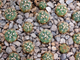 Gymnocalycium uruguayense (leeanum) Schl 103 (d=15-18mm)