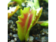 Dionaea muscipula Wacky trap