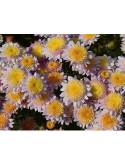Хризантема корейская Ванилла