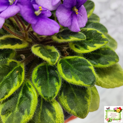 Rob's Lucky Charm (R.Robinson) 11/21/2003 (9293) листовая химера (стартер сорт)