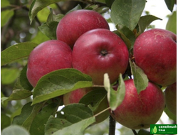 Яблоня "Алтайское Румяное"