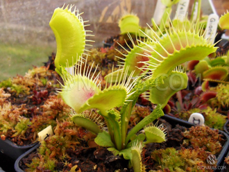 Dionaea muscipula Trichterfalle (Funnel trap)