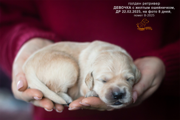 Девочка с ЖЕЛТЫМ ошейничком, 8 дней