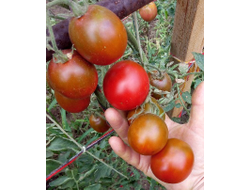 Томат Словенский черный  (Slovenian Black) США