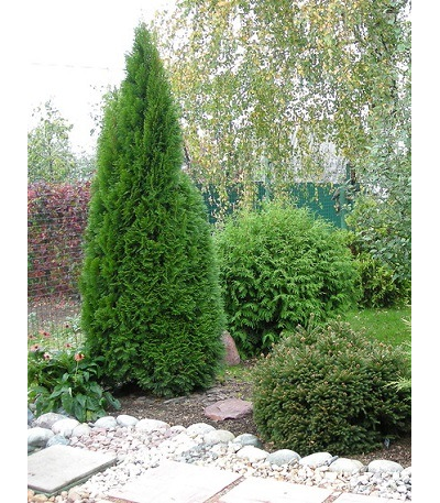 туя западная "смарагд"