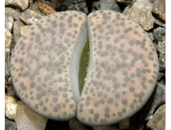 Lithops fulviceps (syn.lydiae) C219 (MG) - 10 семян