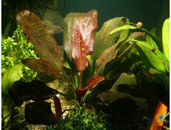 Эхинодорус Элмсфойер (пластиковый горшок)