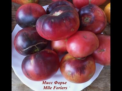 Томат Мисс Форье (Mlle Foriers)