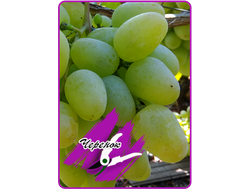 Монарх (укоренённый черенок)