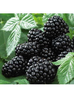 Ежевика Эбони, бесшипая. ЗКС