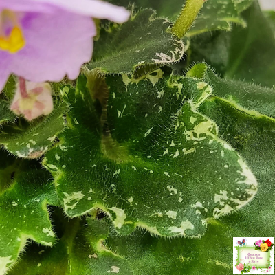 Morgan's Ivy League (C.Eros) (пестролистный гёрл)