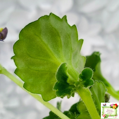 LV-Дудочка и Кувшинчик (Л. Шевелева) 2025 г. трейлер (детка сорт)