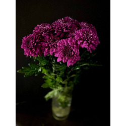 Хризантема одноголовая 9 шт