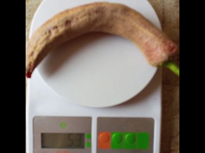 Перец острый Элефант (Elephant pepper)