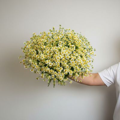 Моно букет цветов № 574