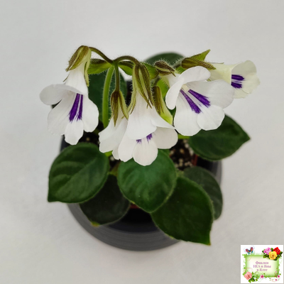 Deinostigma tamiana (Primulina tamiana (примулина тамиана))