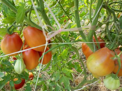 Томат Клубничный (Fragolone), Италия