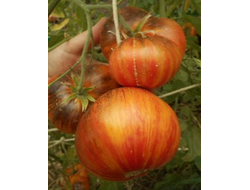 Томат Мечта Алисы (Alise's Dream), Польша