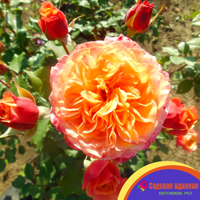 Ла Вилла Котта (La Villa Kotta)