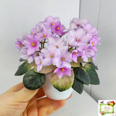 Н-Барышня (Н. Бердникова)