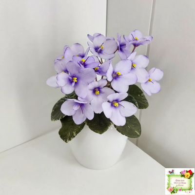 Smitten Kitten (LLG/S.Sorano) 03/22/2008 (9956)