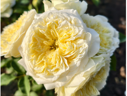 Пилигрим (The Pilgrim)