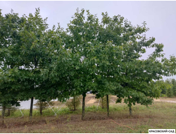 Дуб красный