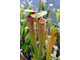 Sarracenia hybrid 6