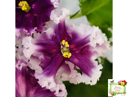 МТ-Сладкая Фантазия (М. Тотиева) 2022 г.